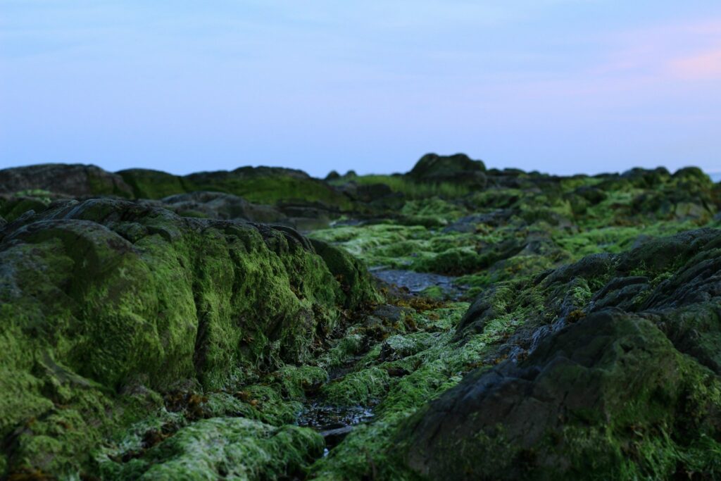 green moss growing on rocks with a blue sky in the background