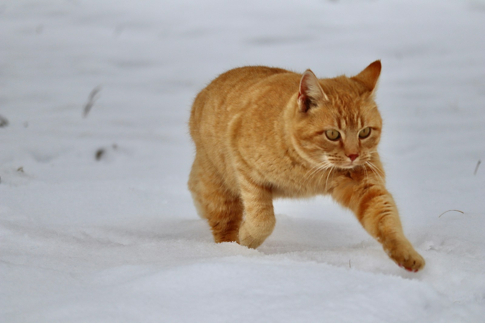 【RunCat】猫、進化する。画面を見た人に必ず訊かれる作業の相棒アプリ