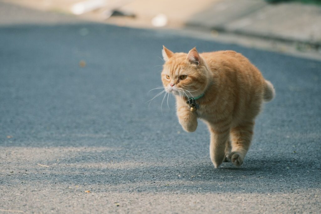 A curious orange cat walks down the street